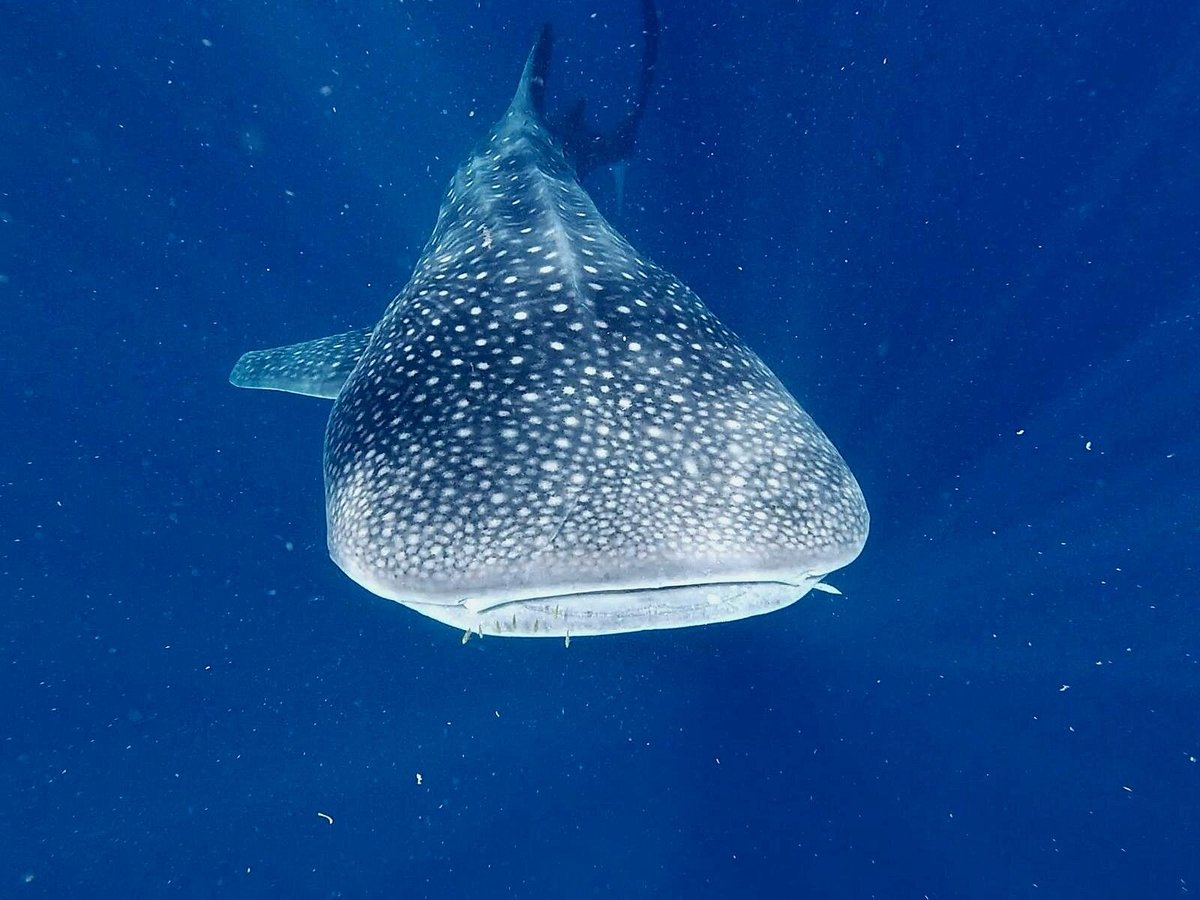 Snorkeling with whale sharks in Saleh Bay
